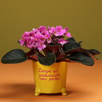 Violet in a yellow flowerpot
