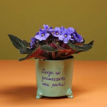 Violet in a ceramic planter