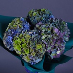 Mono bouquet of 5 hydrangeas