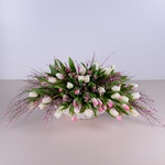 Composition of 101 white-pink tulips in a vase