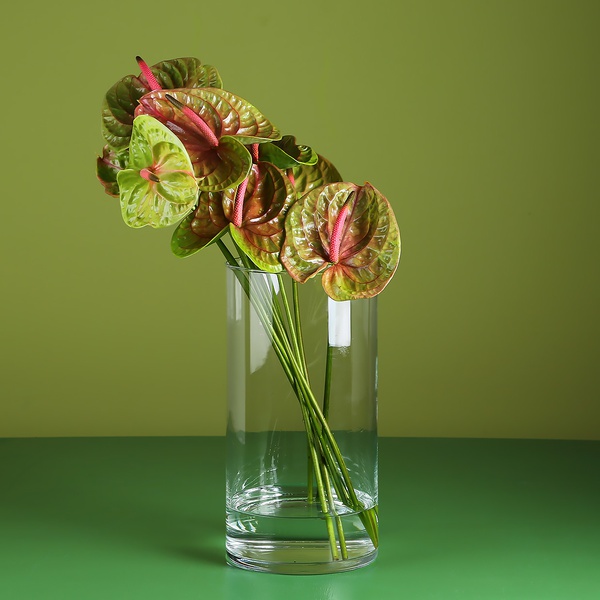 Anthuriums bicolor in a vase
