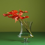 Orange anthuriums in a vase