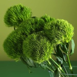 Green Ball carnations in a vase