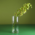 Branch of green cymbidium in a vase