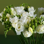 White freesias in a vase