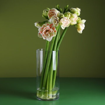 Amaryllis nymphs in a vase