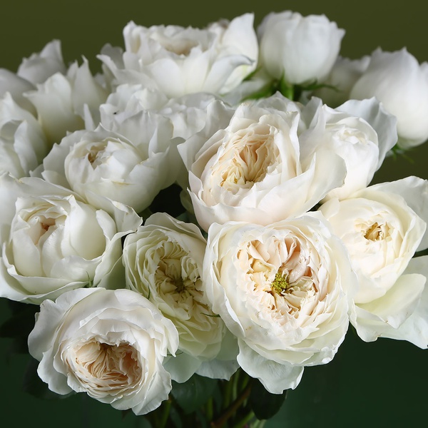 White Cloud roses in a vase