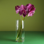 Purple anthuriums in a vase