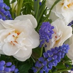 Floral Composition in a vase of primroses
