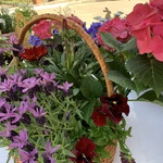 Composition in a basket of pansies, ivy and gazania