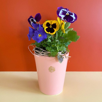 Pansies in a cache-pot "Soulful gift"