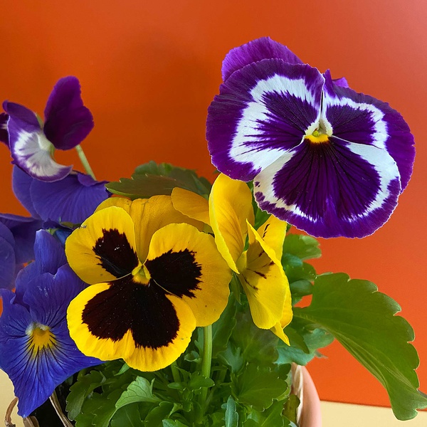 Pansies in a cache-pot "Soulful gift"