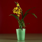 Orchid pot mint