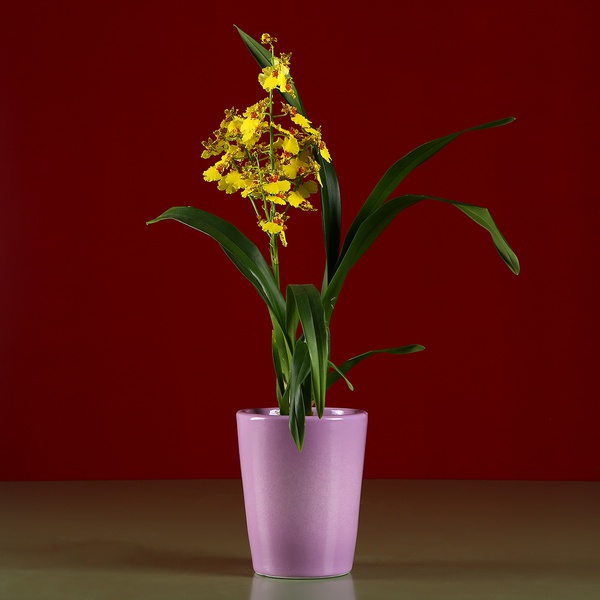 Orchid pot lilac