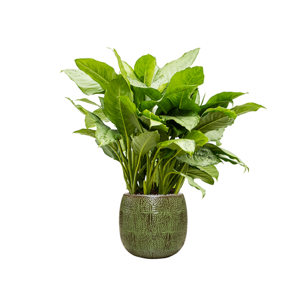 Planter Nieuwkoop Marly Pot Green, L
