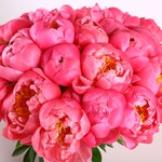Bouquet of 35 coral-pink peonies
