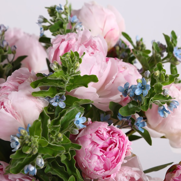 Bouquet of 25 peonies and oxypetalum