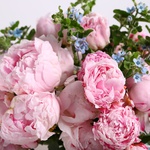 Bouquet of 35 peonies and oxypetalum