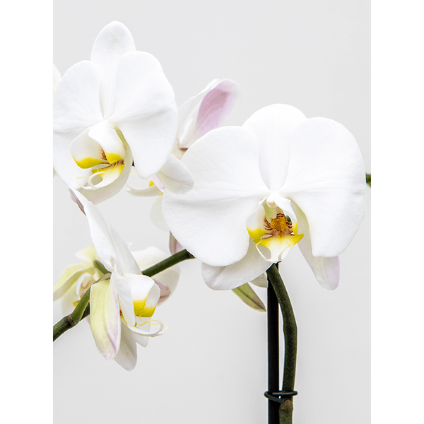 Orchid phalaenopsis royal