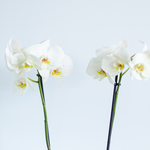 Orchid Phalaenopsis white, M