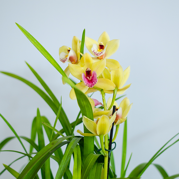 Orchid Cymbidium yellow