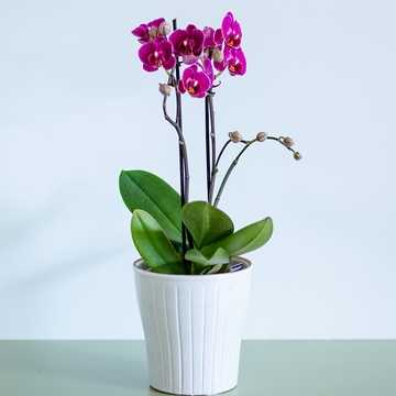 Orchid Phalaenopsis fuchsia mini