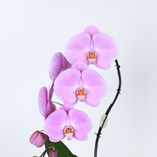Orchid Swan