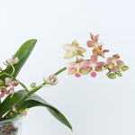 Ampelous Orchid