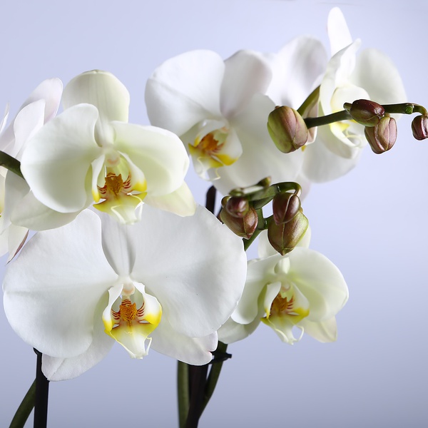 Orchid phalaenopsis royal in a bowl