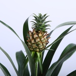 Decorative pineapple