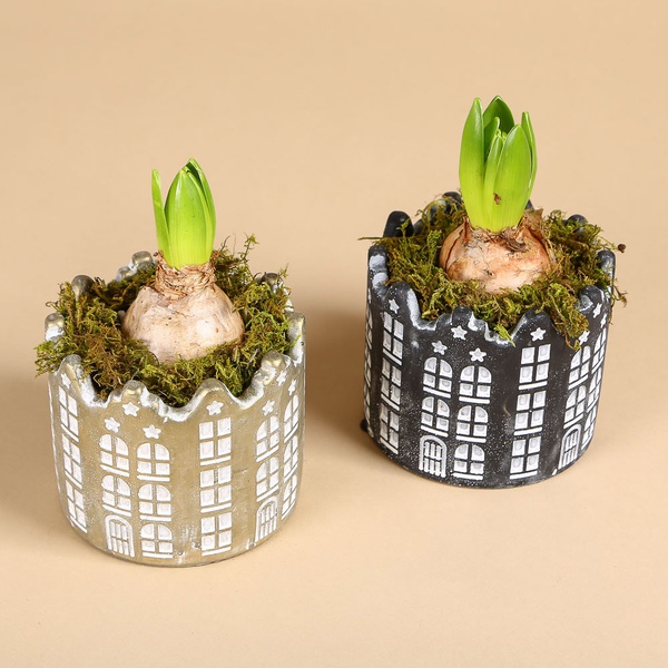 Hyacinth in pots