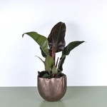 Philodendron mix