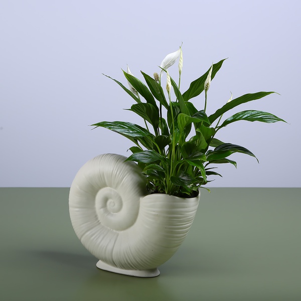 Spathiphyllum in a lunar spiral vase