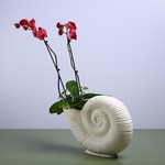 Коралловая орхидея в вазе "Лунная спираль"