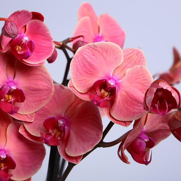 Коралловые орхидеи в вазе "Botanical touch"