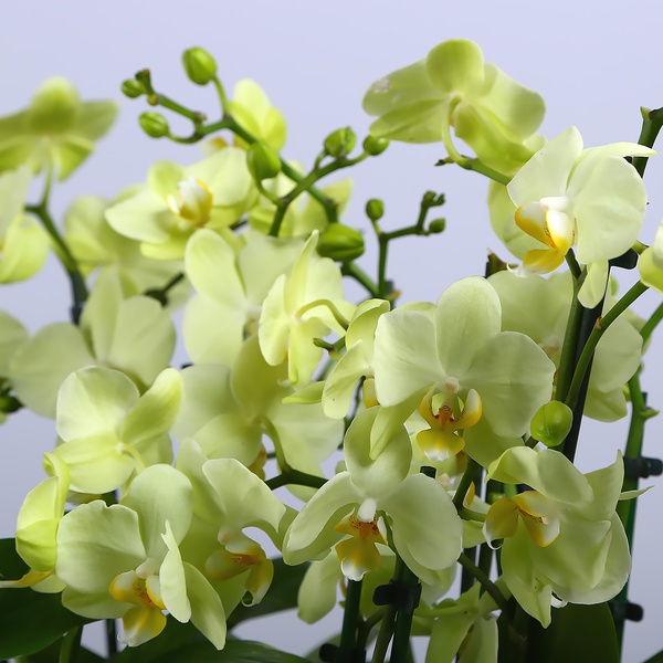 Green mini orchids in a vase "Botanical touch"