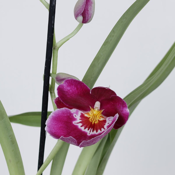 Orchid Miltonia