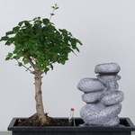 Ficus Bonsai in a pot with a waterfall
