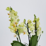 Orchid phalaenopsis mini lemon