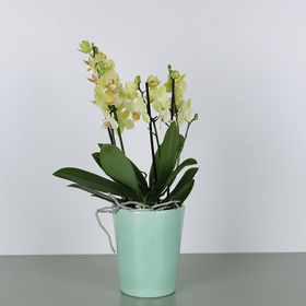 Orchid phalaenopsis mini lemon
