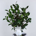 Camellia japonica white