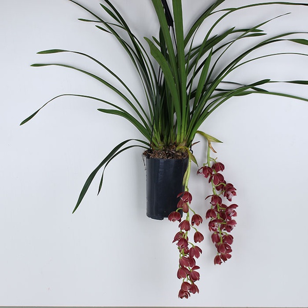 Орхідея Цимбідіум бордовий
