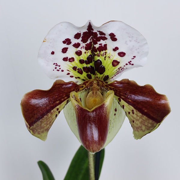 Орхідея Пафіопеділум