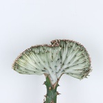 Еуфорбія (Euphorbia lactea Cristata)