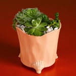 Planting succulents in pots 4
