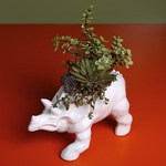 Planting succulents in a white Triceratops pot