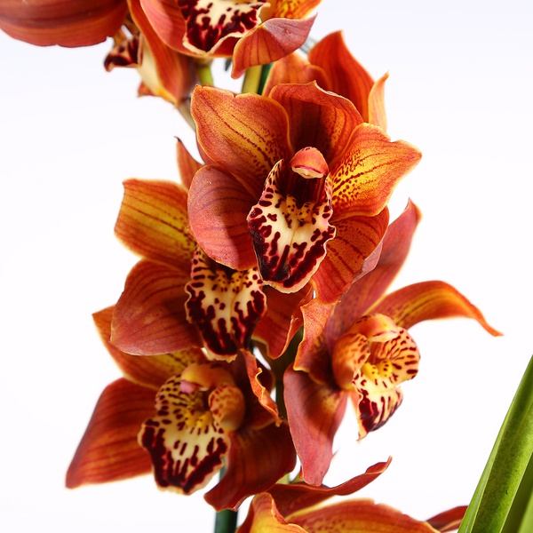 Orchid Cymbidium brown