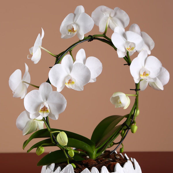 Orchid phalaenopsis arch
