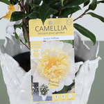 Japanese camellia (Jury's Yellow)