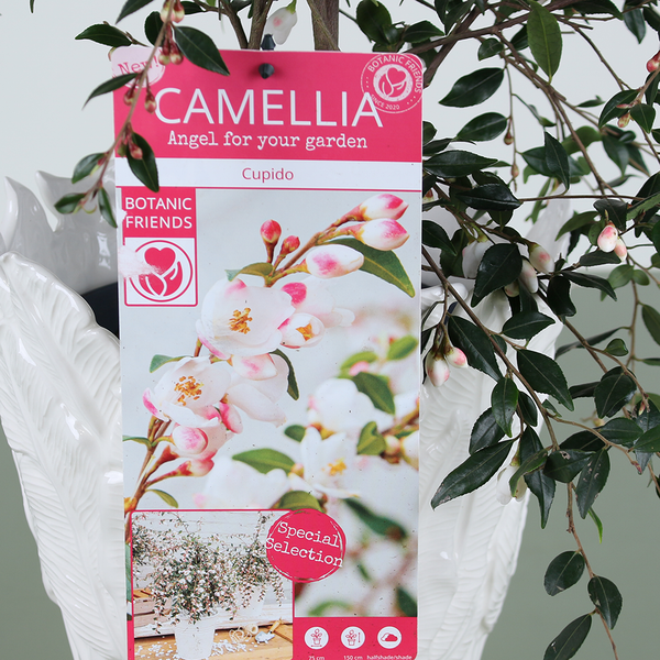 Camellia (Cupido)